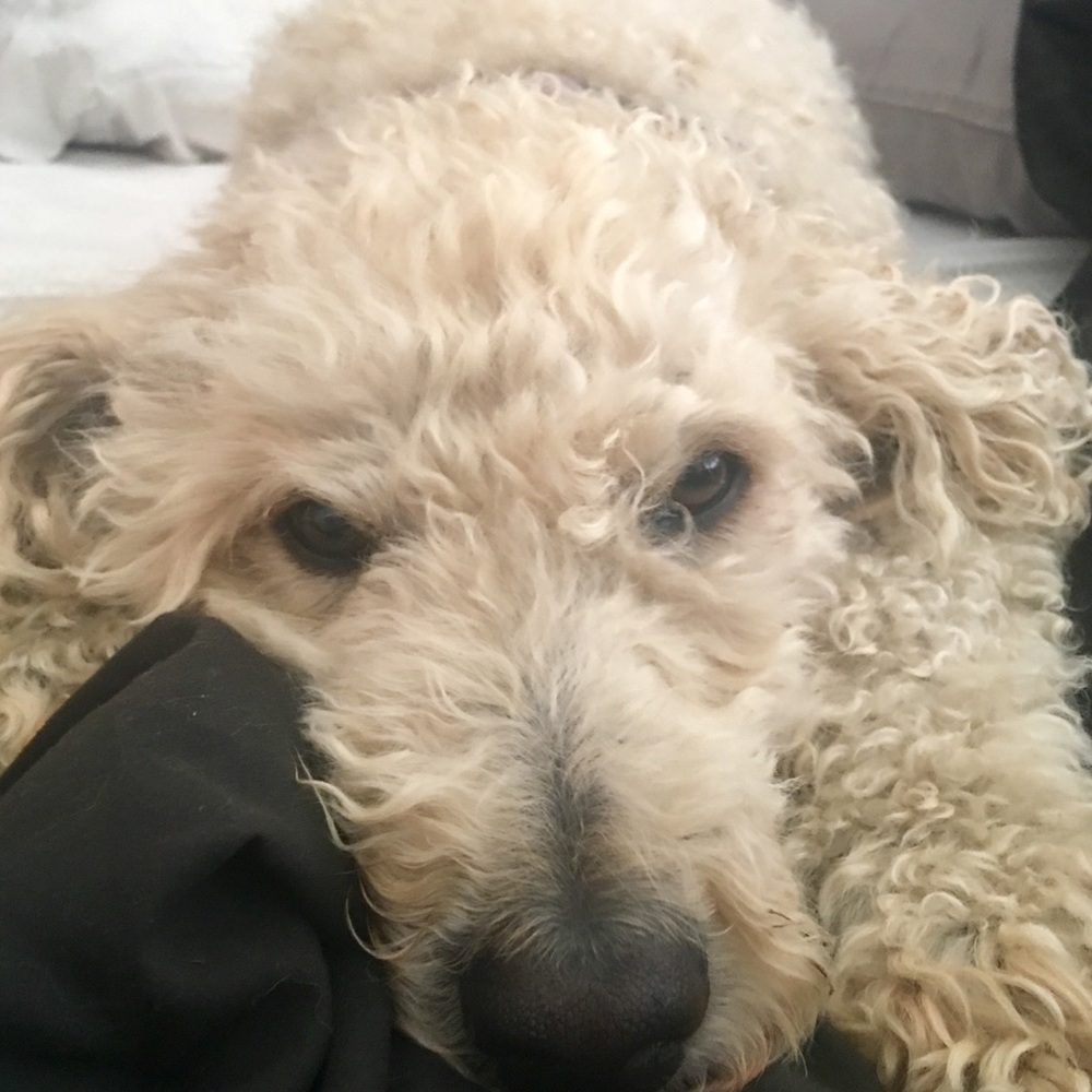 Meet your Posher, Tara